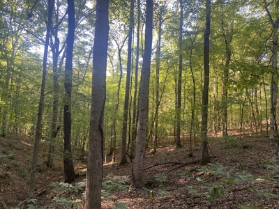 Waterfront Land For Sale In Tn On Indian Creek - image 27