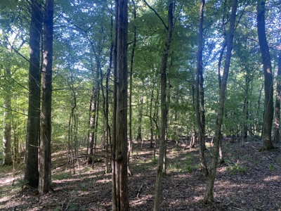 Waterfront Land For Sale In Tn On Indian Creek - image 20