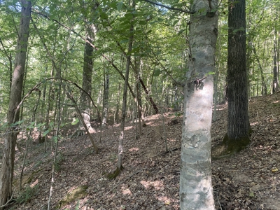 Waterfront Land For Sale In Tn On Indian Creek - image 12