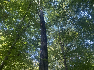 Waterfront Land For Sale In Tn On Indian Creek - image 4