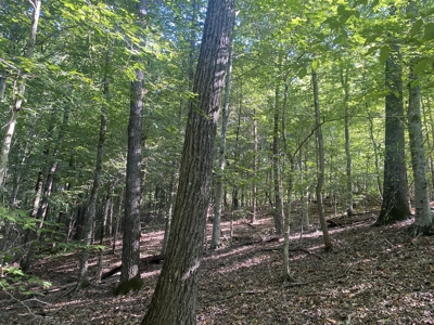 Waterfront Land For Sale In Tn On Indian Creek - image 7