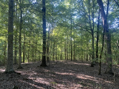 Waterfront Land For Sale In Tn On Indian Creek - image 28