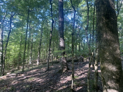 Waterfront Land For Sale In Tn On Indian Creek - image 18