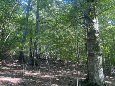 Waterfront Land For Sale In Tn On Indian Creek - image 16