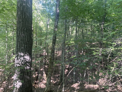 Waterfront Land For Sale In Tn On Indian Creek - image 8