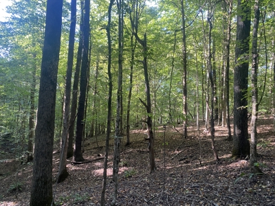 Waterfront Land For Sale In Tn On Indian Creek - image 26