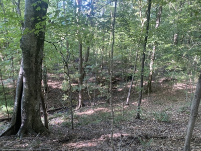 Waterfront Land For Sale In Tn On Indian Creek - image 11