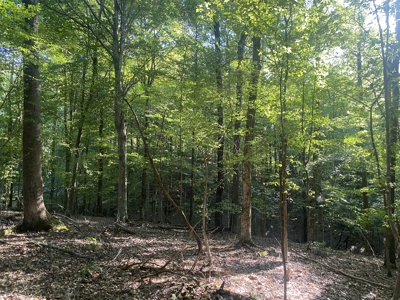 Waterfront Land For Sale In Tn On Indian Creek - image 30