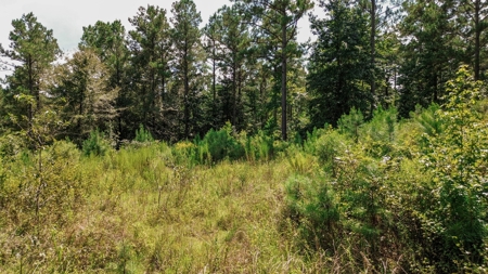 Lincoln Parish Timberland for Sale - image 9