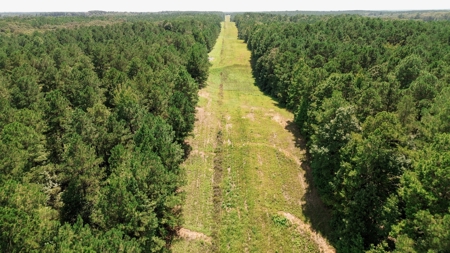 Lincoln Parish Timberland for Sale - image 4
