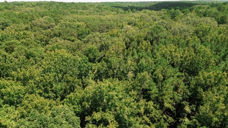 Lincoln Parish Timberland for Sale - image 15