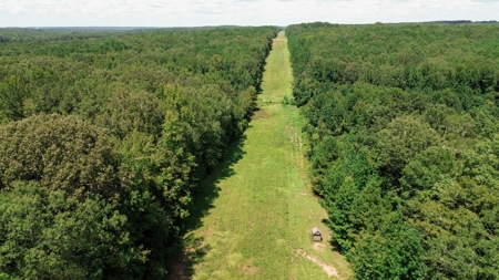 Lincoln Parish Timberland for Sale - image 3