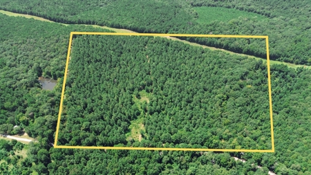 Lincoln Parish Timberland for Sale - image 1