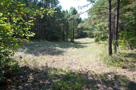 Land For Sale In Tn With 2 Large Ponds Near Pickwick Lake - image 42