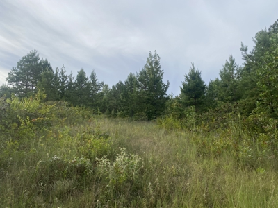 Land For Sale In Tn With 2 Large Ponds Near Pickwick Lake - image 10
