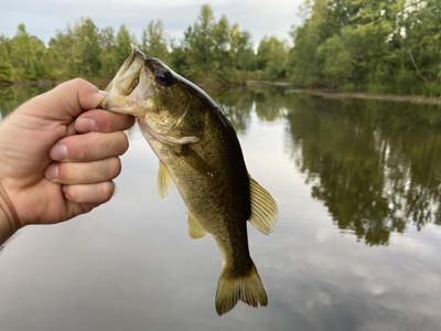 Land For Sale In Tn With 2 Large Ponds Near Pickwick Lake - image 2