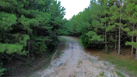 Claiborne Parish Timberland for Sale - image 15