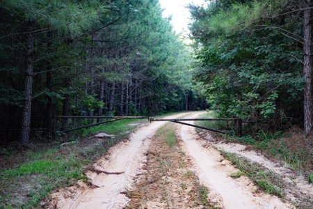 Claiborne Parish Timberland for Sale - image 8