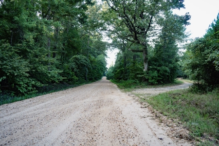 Claiborne Parish Timberland for Sale - image 17