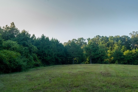 Claiborne Parish Timberland for Sale - image 3