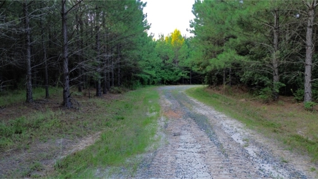 Claiborne Parish Timberland for Sale - image 23