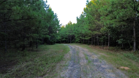 Claiborne Parish Timberland for Sale - image 24