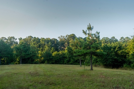 Claiborne Parish Timberland for Sale - image 5