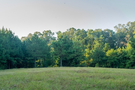 Claiborne Parish Timberland for Sale - image 7