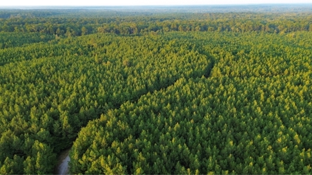 Claiborne Parish Timberland for Sale - image 27
