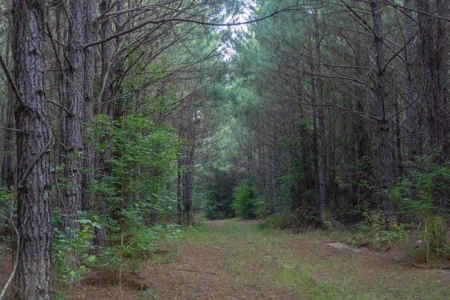 Claiborne Parish Timberland for Sale - image 9