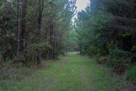 Claiborne Parish Timberland for Sale - image 10