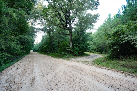 Claiborne Parish Timberland for Sale - image 14