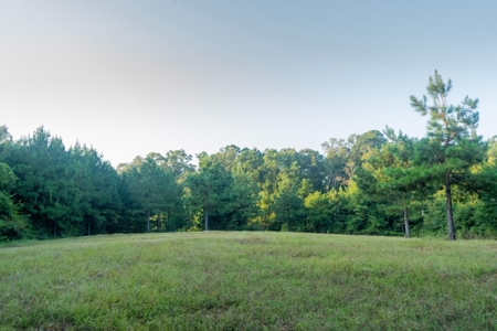 Claiborne Parish Timberland for Sale - image 6