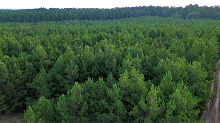 Claiborne Parish Timberland for Sale - image 19