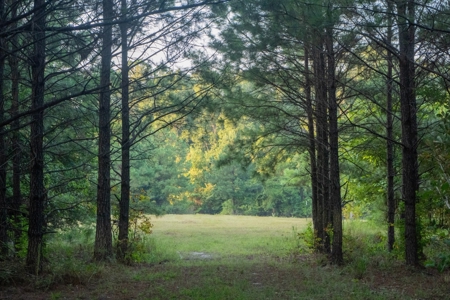 Claiborne Parish Timberland for Sale - image 2