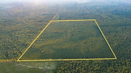 Claiborne Parish Timberland for Sale - image 1