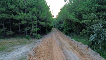Claiborne Parish Timberland for Sale - image 13