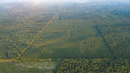 Claiborne Parish Timberland for Sale - image 22