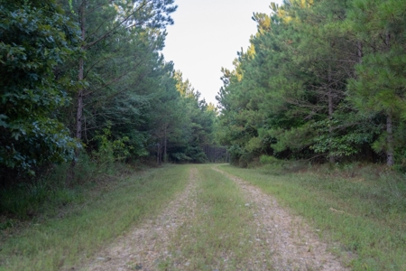 Claiborne Parish Timberland for Sale - image 12