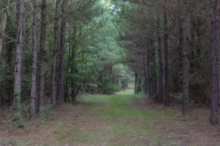Claiborne Parish Timberland for Sale - image 11