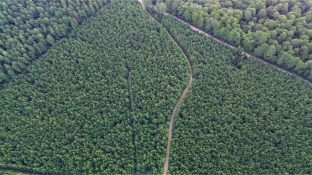 Claiborne Parish Timberland for Sale - image 21