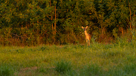Turnkey Dekalb Texas Hunting Property for Sale Red River Frontage - image 32