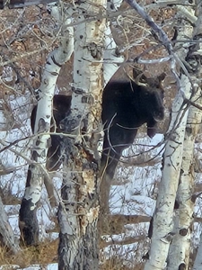 West Colorado Outfitting Business for Sale(NO Deeded property) - image 7