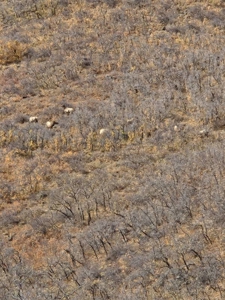 West Colorado Outfitting Business for Sale(NO Deeded property) - image 4