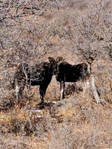 West Colorado Outfitting Business for Sale(NO Deeded property) - image 23