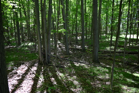 26.6 Acres on a Paved Road in Isabella County MI - image 3