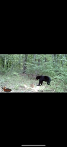 Home On Acreage For Sale in Kingston, AR - image 33