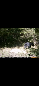 Home On Acreage For Sale in Kingston, AR - image 35