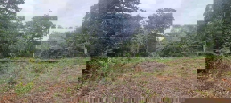 Mountain Lots for Sale in Toabré, Penonomé – 1.2 Hectares - image 4