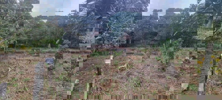 Mountain Lots for Sale in Toabré, Penonomé – 1.2 Hectares - image 3